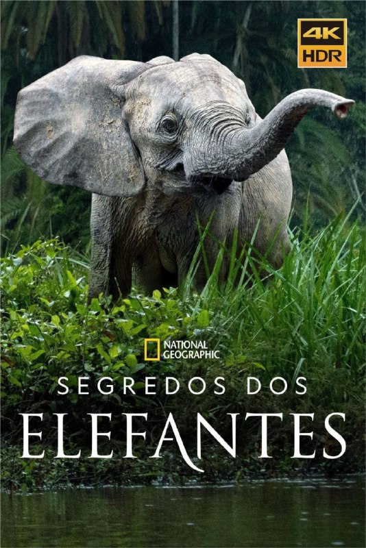 大象的秘密 (2023) 4K HDR & Dv 全集 内封中文字幕