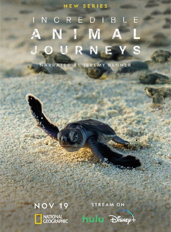 不可思议的动物之旅 (2023) 4K HDR 全集 中字内嵌字幕