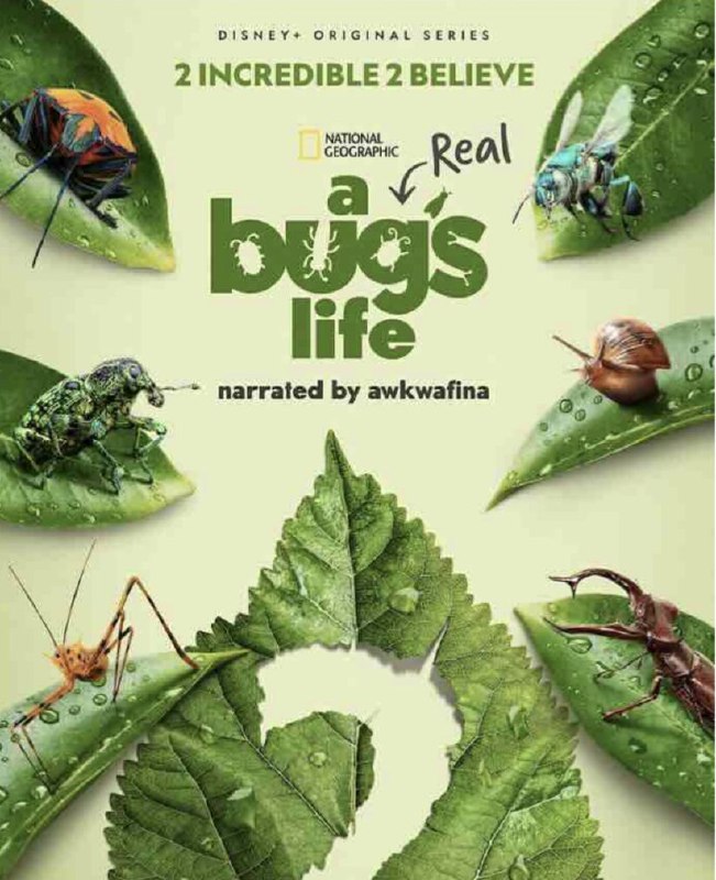 虫虫历险记 第二季 (2025) 4K HDR & Dv 内嵌简繁字幕