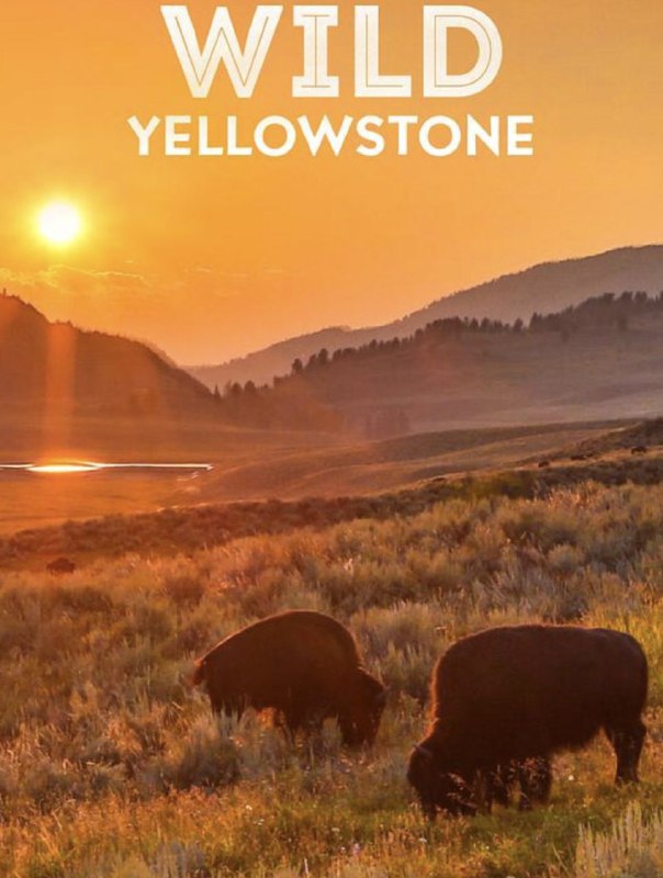 野性黄石公园 (2015) 1080P 全集 中字内嵌字幕