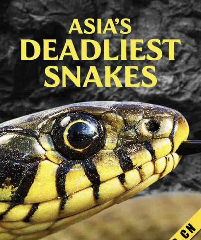 亚洲毒蛇之最 (2010) 4K 中字硬字幕