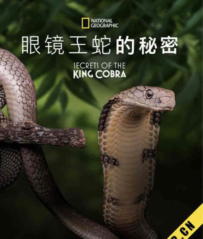 眼镜蛇的秘密 (2010) 1080P 中字特效字幕