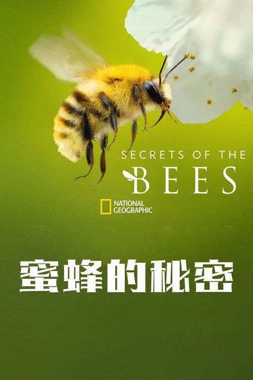 蜜蜂的秘密 (2026) 4K HDR 全集 内封简繁英字幕
